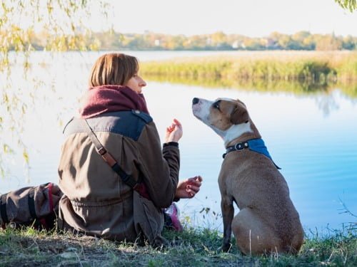 marvin service dog